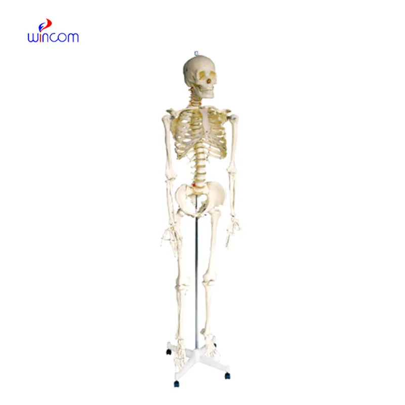 HUMAN SKELETON 168CM LM1001