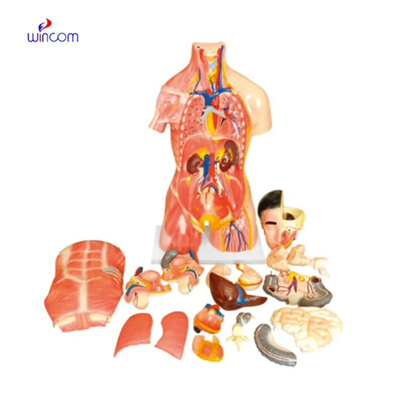 DUAL-SEX HUMAN TORSO WITH HEAD MODEL 28 PARTS LM1256-3