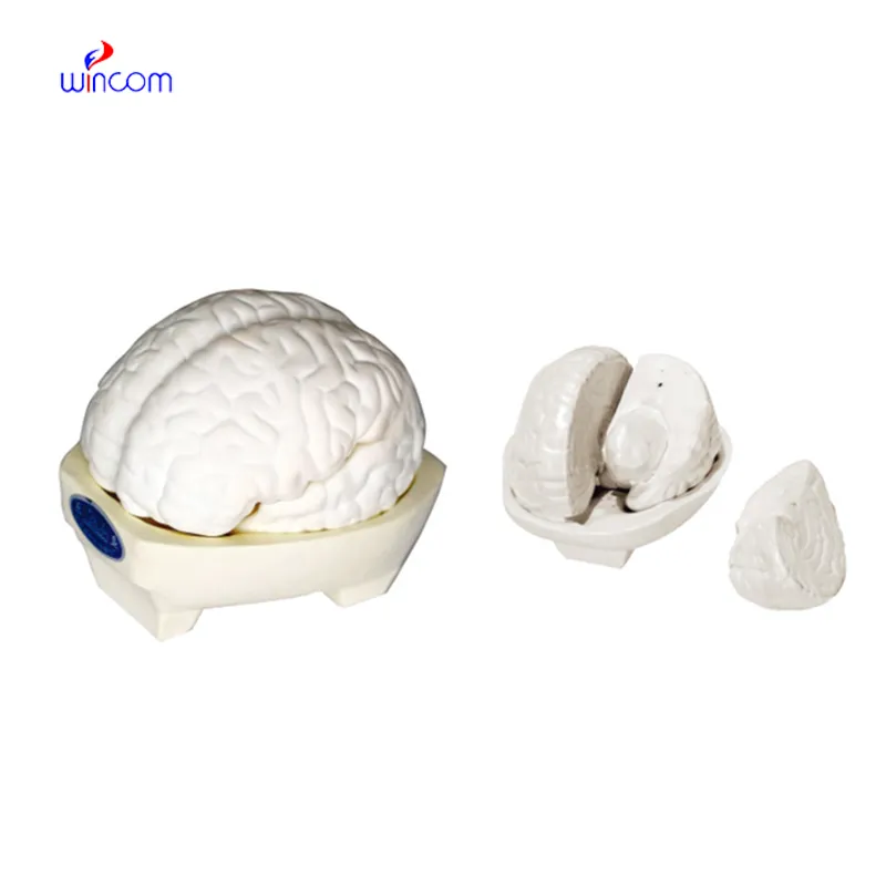 BRAIN MODEL 3 PARTS LM1225