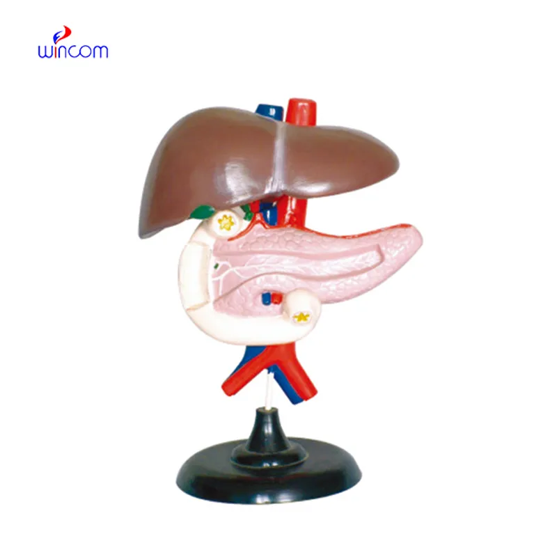 LIVER PANCREAS AND DUODENUM LM1091