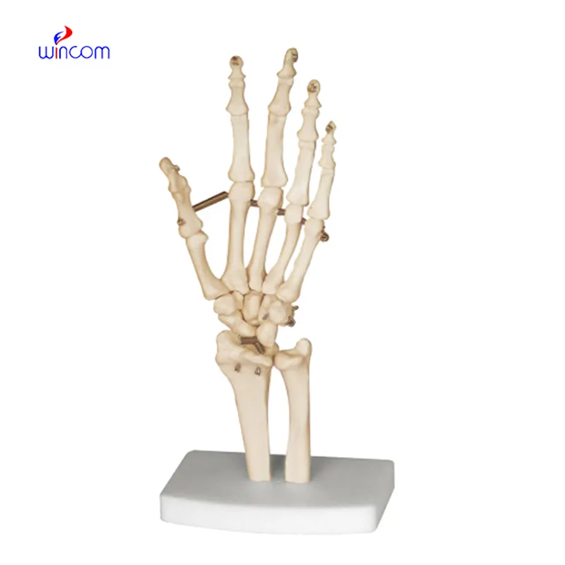 BONE OF THE HAND LM1040