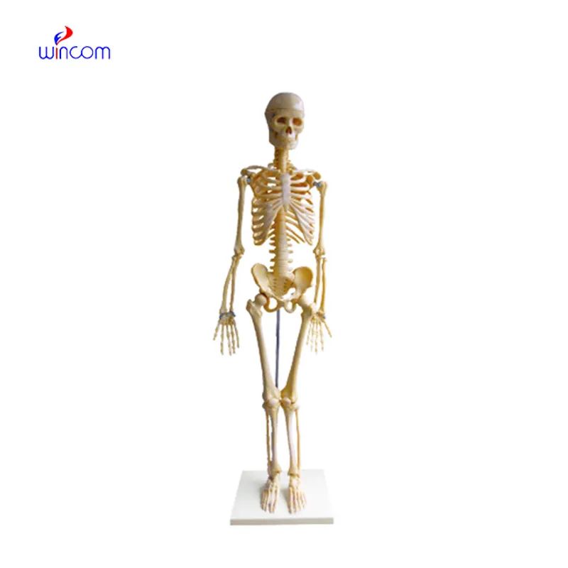 Care & Maintenance of stereo microscope