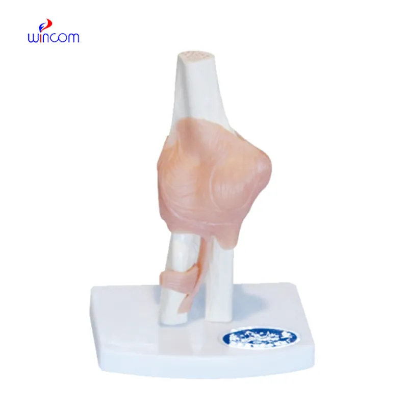 ELBOW JOINT MODEL LM1056