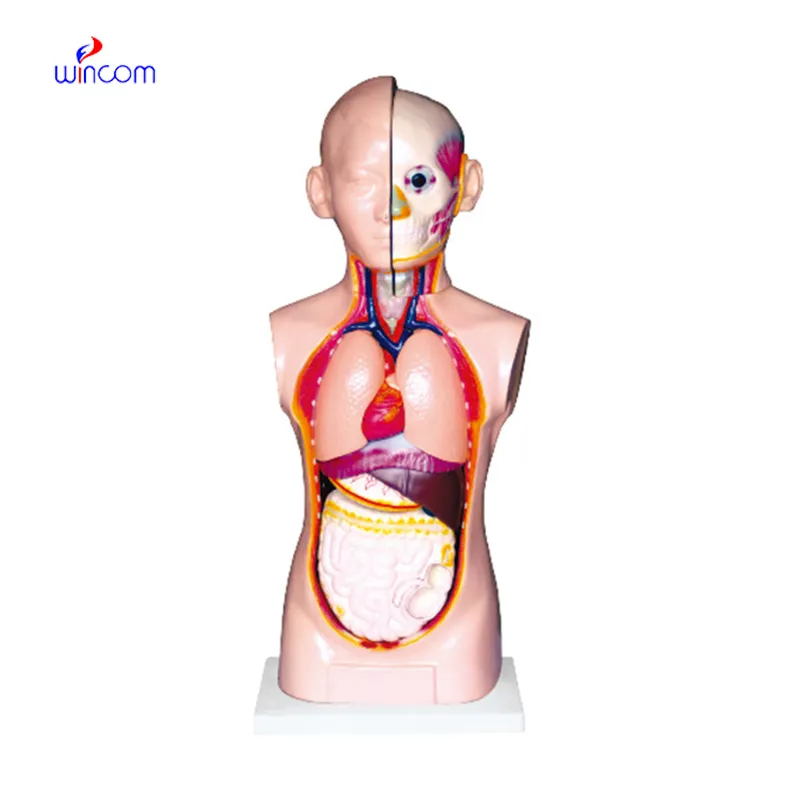 UNISEX TORSO 9 PARTS LM1261