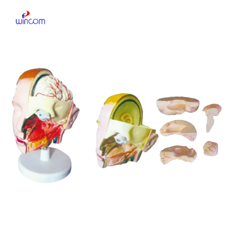 HEAD MODEL 6 PARTS LM1266