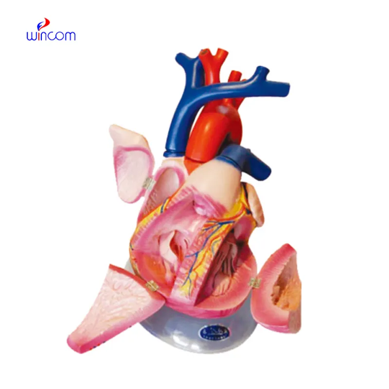 MODEL OF HEART DISSECTION LM1161