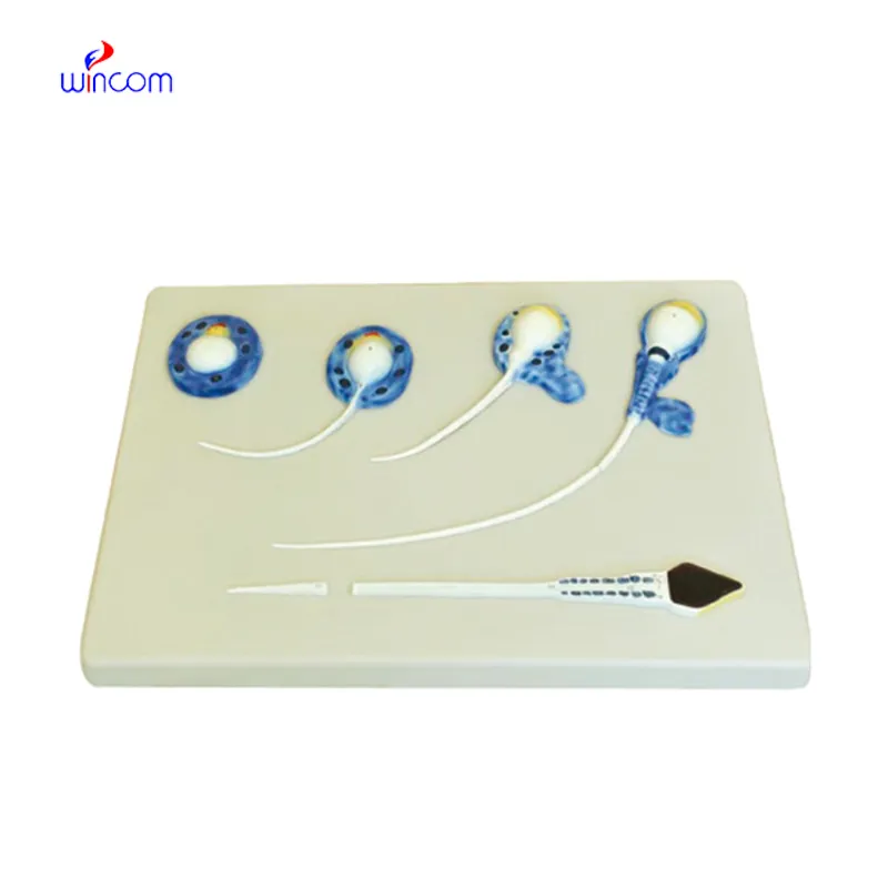 THE FORMATION OF SPERM LM1157