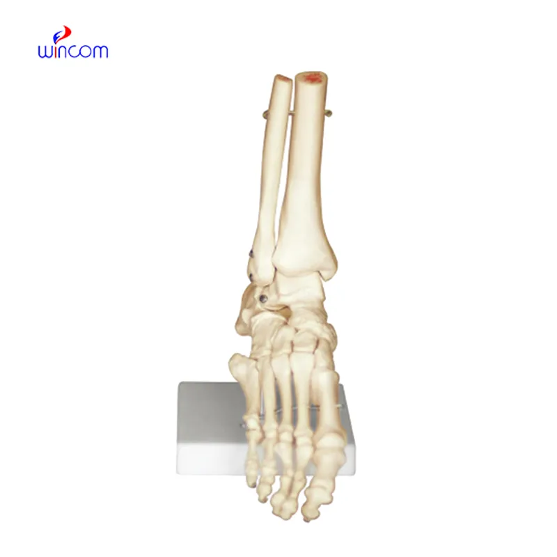 BONE OF THE FOOT LM1044