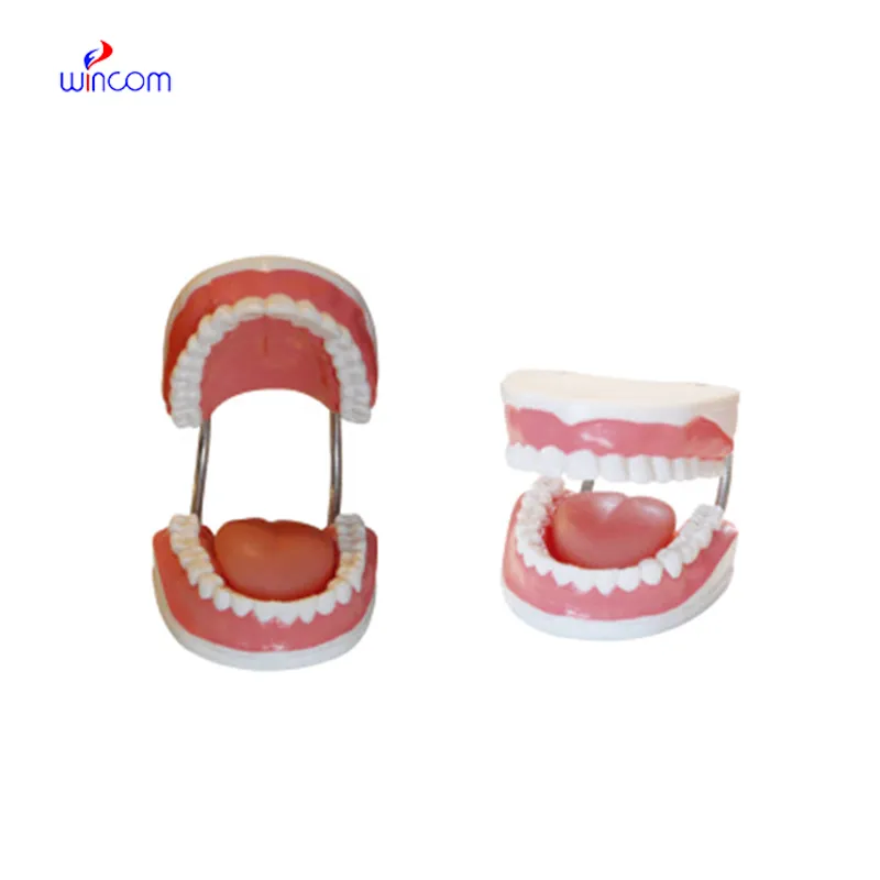 TEETH CARE MODEL LM1111