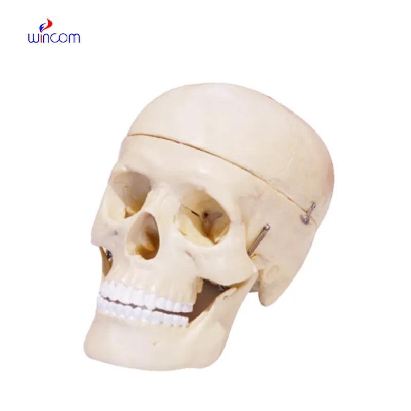 MODEL OF SKULL 3 PARTS LM1013
