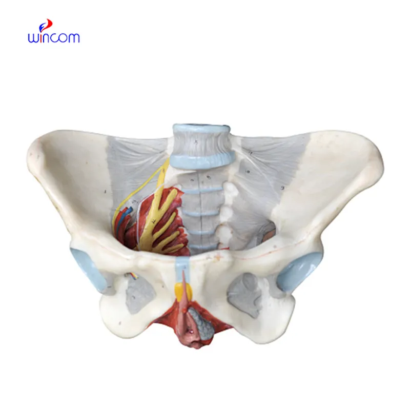 FEMALE PELVIS WITH NETWORK OF NERVES  AND VESSELS LM1143