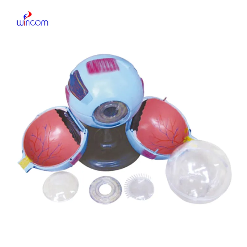 EYE MODEL 6 PARTS LM1189