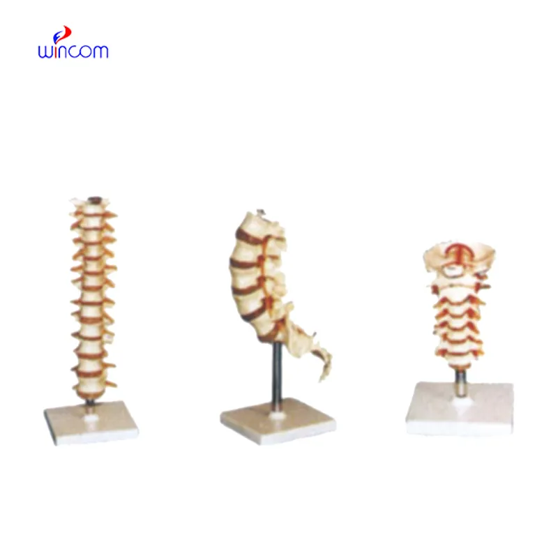 VERTEBRA LM1033 LM1034 LM1035